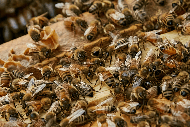 Close-up of a swarm of bees on a honeycomb, showcasing their intricate details and active engagement in hive activities.
